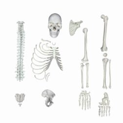 Human Skeleton Disarticulated Unilateral | Anatomical Model | Bones and Skeleton
