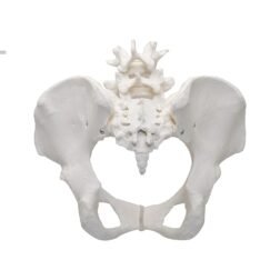Premium Female Pelvis Skeleton Model, Anatomically Correct, Life Size Model