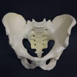 Female Pelvis Anatomical Model | Biology Lab Model | Medical Educational Model | Women's Health Education (Made with PVC unbreakable)