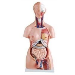 Anatomical Life Size (85cm length) Unisex Human Torso Model in 24 Parts with Interchangeable Reproductive System in Fiber Glass Material. 85 cm length