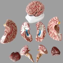 Fiber Glass Human Brain Model in 8 part with magnets and fiber base stand For Teaching Anatomy of Brain for Science Classroom Study
