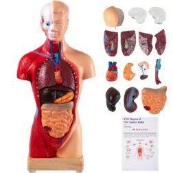 Human Body Model 15 Parts 11 Inch Human Anatomy Model Medical Teaching Anatomical Skeleton Model with Removable Organs for Student Kids Adults, Display Base & Product Manual Included