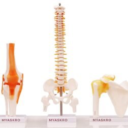 Spine Model, Knee Model, Shoulder Model, Premium Medical Quality, 95% Anatomical Accuracy