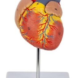 Heart Model(Life-Size) - Extremely Premium And Precise 96% Anatomical Accuracy Numbered To Show