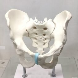 Female Pelvis Anatomical Model, 2 Parts on stand (Made with PVC unbreakable)