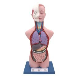 Anatomical Life Size Human Torso Model in 6 Parts with Interchangeable Reproductive System