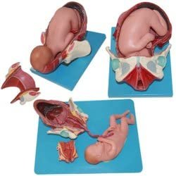 Childbirth Demonstration model Obstetrics Maternity Medical education Childbirth simulation Obstetric training Labor and delivery Birthing simulator