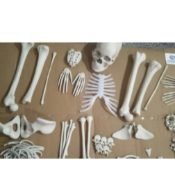 Human Disarticulated Model