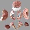 Fiber Glass Human Brain Model in 8 part with magnets and fiber base stand For Teaching Anatomy of Brain for Science Classroom Study