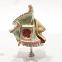 Anatomical Human Nose/Nasal Cavity Model