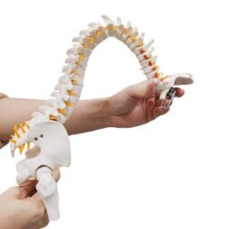 Mini Human Spine Model, Bendable Spinal Cord with Herniated Disk, Nerves, Arteries, Pelvis, and Femur Stumps, for Medical Students and Chiropractors, Includes Stand