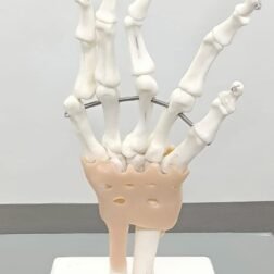 Human Wrist Joint Model/Hand Model Flexible PVC Plastic | Anatomical Model ] for studies