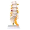 LUMBAR SACRUM SPINE MODEL