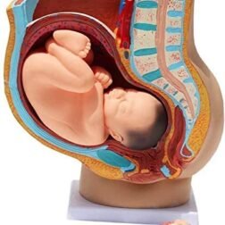 Human Female Pelvis Section Pregnancy Anatomical